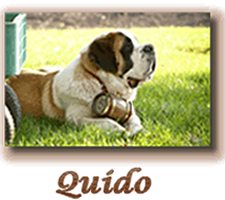 Quido link